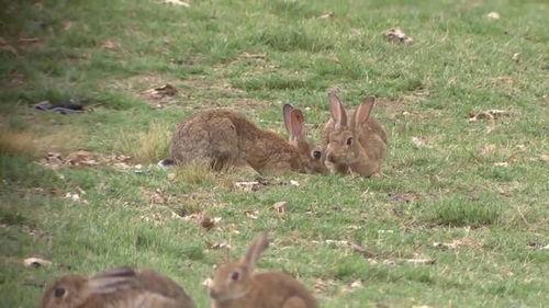 野餐兔吃瓜向导,一场别开生面的夏日食趣之旅