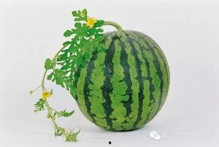 吃瓜之后的反应,事件背后真相揭秘