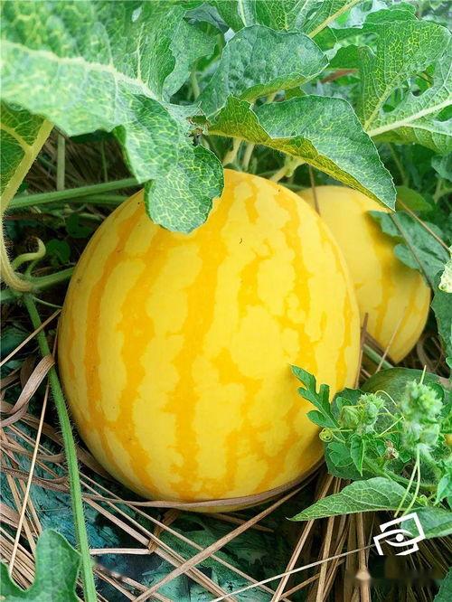 全国吃瓜,揭秘各地特色美食背后的故事