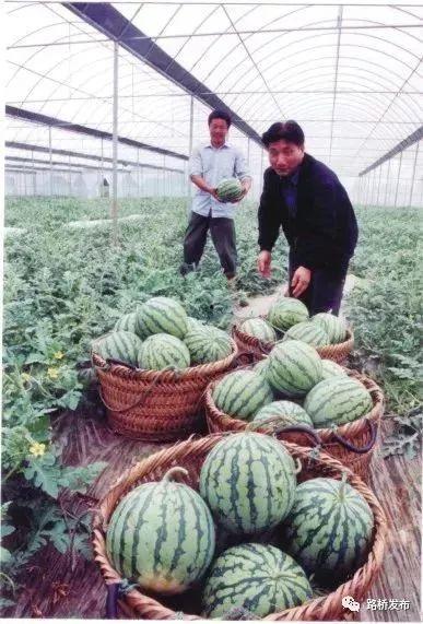 如何改变吃瓜文化,吃瓜文化变革之路