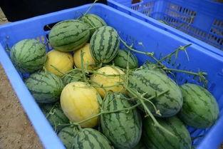 金龙湾吃瓜事件,一场网络热议的真相揭秘