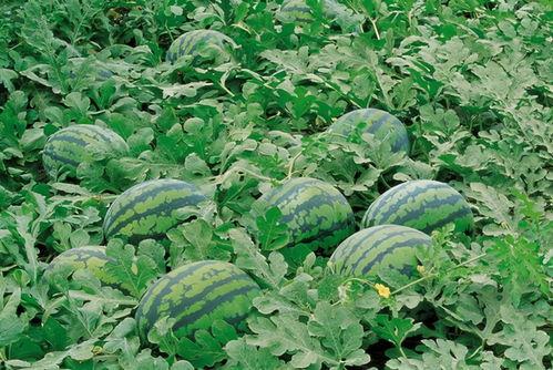 田间吃瓜视频大全