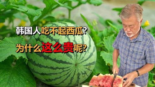 别人的瓜吃不起,揭秘“吃不起别人瓜”背后的社会现象