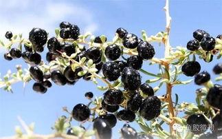 黑黑枸杞吃瓜,揭秘“沙漠红宝石”的养生吃瓜新风尚  第3张