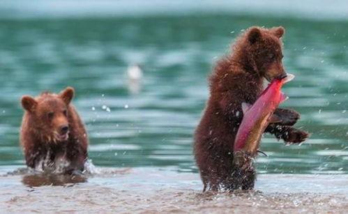 吃瓜小熊露脸视频  第2张