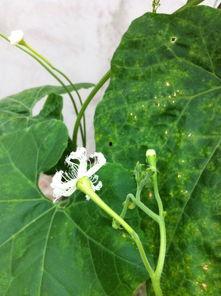 小花花吃瓜,揭秘娱乐圈那些不为人知的幕后故事 第2张 小花花吃瓜,揭秘娱乐圈那些不为人知的幕后故事 第2张