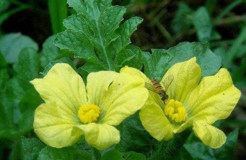 小花花吃瓜,揭秘娱乐圈那些不为人知的幕后故事 第3张 小花花吃瓜,揭秘娱乐圈那些不为人知的幕后故事 第3张