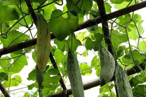 吃鼠瓜啊,古老传说中的神奇食材