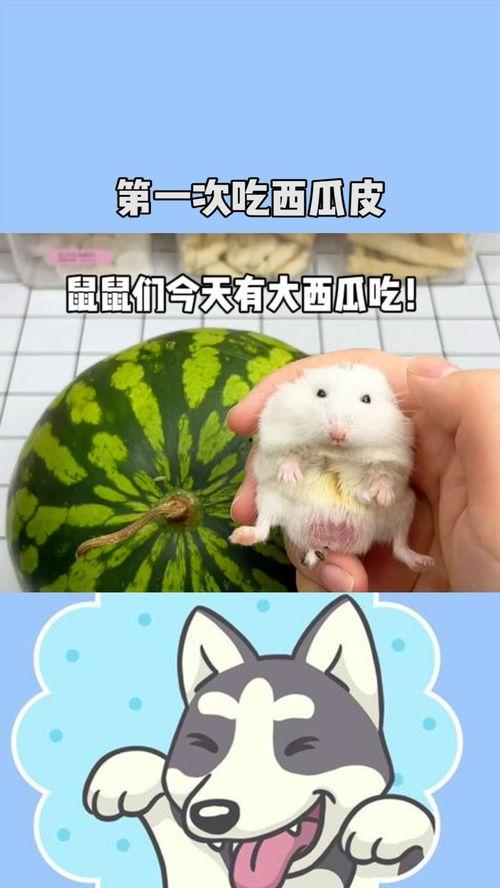 吃鼠瓜啊,古老传说中的神奇食材 第2张 吃鼠瓜啊,古老传说中的神奇食材 第2张
