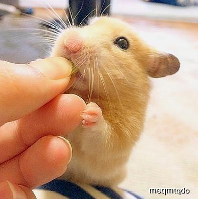 吃鼠瓜啊,古老传说中的神奇食材 第3张 吃鼠瓜啊,古老传说中的神奇食材 第3张