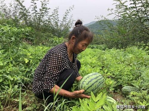吃瓜不评瓜是什么意思,网络热语的内涵与现象分析  第2张