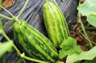 吃瓜不评瓜是什么意思,网络热语的内涵与现象分析  第3张