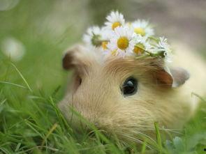 仓鼠能否吃蜜瓜,仓鼠的甜蜜诱惑与注意事项