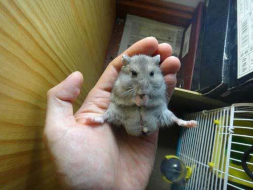 仓鼠能否吃蜜瓜,仓鼠的甜蜜诱惑与注意事项 第3张 仓鼠能否吃蜜瓜,仓鼠的甜蜜诱惑与注意事项 第3张