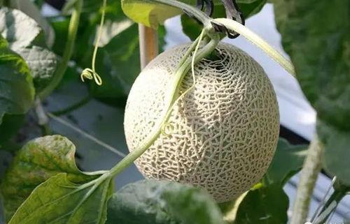 土豪视角 吃瓜,一场吃瓜盛宴！  第2张