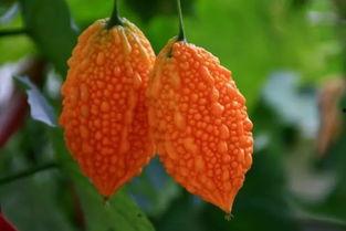 温州吃瓜  第3张