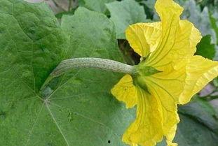 吃瓜的花城主,吃瓜群众的美食探秘之旅  第2张