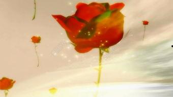 吃玫瑰瓜的视频素材  第3张