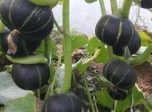 云南板栗瓜怎么吃,云南板栗瓜的多彩食法探索