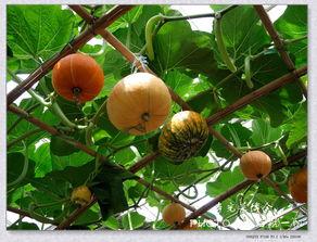 菜博会吃瓜,尽享田园美味盛宴”